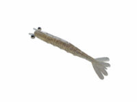 Camarão Snook 12 cor S34